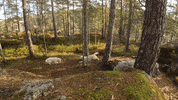 Golden Retriever Dogs GIF by Mall Grab