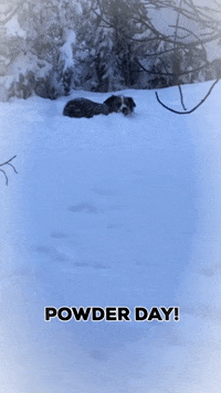 Dog Snow GIF by Elevation Beer Company
