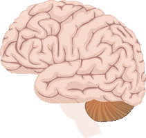 asociacioneducar brain casa ae cerebro Sticker