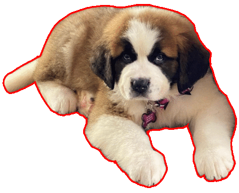triadcleanhome giphyupload dogs puppy north carolina Sticker