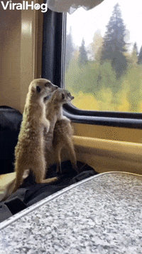 Travelling Meerkats Take The Train GIF by ViralHog
