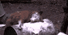 cocaine GIF