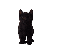 Black Cat Sticker by Staatsloterij