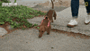Dog GIF by National Geographic Channel
