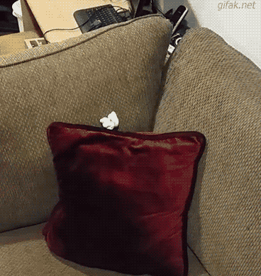 Cat Head GIF