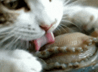 Cat Eating GIF