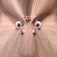 3d lol GIF by Joel Cares