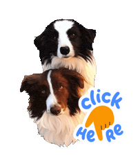 Roykim Sticker