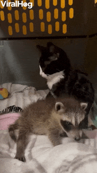 International Cat Day GIF by ViralHog