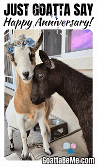 Happy Anniversary Marriage GIF by Goatta Be Me Goats! Adventures of Java, Toffee, Pumpkin and Cookie!