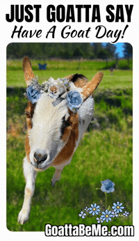 Good Day Pets GIF by Goatta Be Me Goats! Adventures of Java, Toffee, Pumpkin and Cookie!