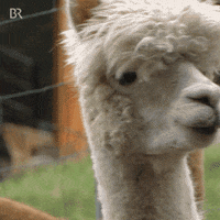 See You Hello GIF by Bayerischer Rundfunk