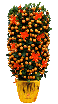 Happy New Year Sticker by Far East Flora