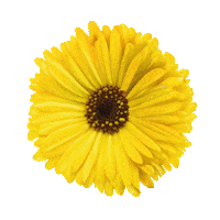 Flower Festival Sticker by Officine Buone