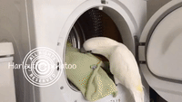 Helpful Cockatoo Loves Assisting Her Mom With Laundry