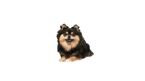 Dog Love Sticker by TVN CORPORATE MEDIA