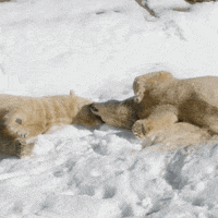 polar bear friends GIF by San Diego Zoo