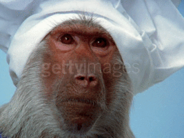 Getty Images Monkey GIF