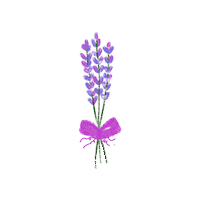 Viola Lavanda Sticker
