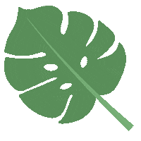 jwildflower nature plant leaf monstera Sticker