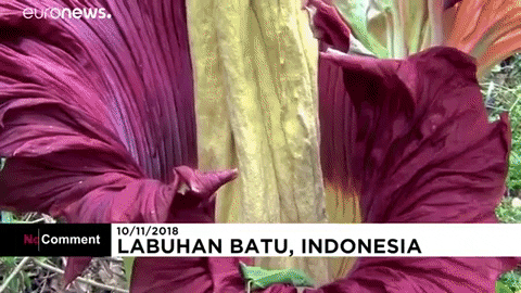 corpse flower indonesia GIF by euronews