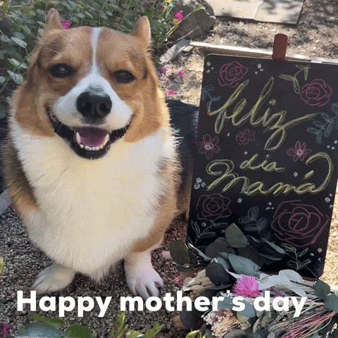 Dog Corgi GIF