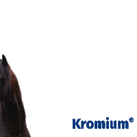 tortugaumamarcadsm cavalo tortuga dsm kromium Sticker