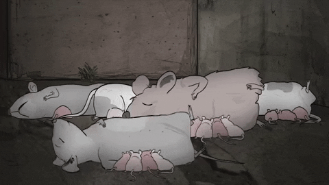 season 1 cats GIF by Animals