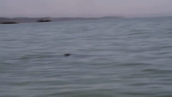 Juvenile Great White Shark Slips Under Kayak