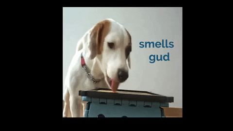 Smells Good Jack Russell GIF by WoofWaggers