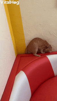 Disappearing Tail Keeps Kitty Entertained GIF by ViralHog