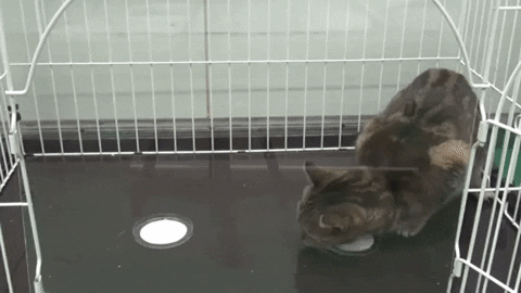 Xena12 giphygifmaker GIF