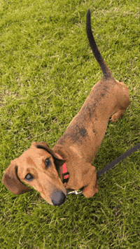 Hot Dog GIF
