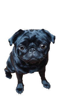 DesignstuuvWerbeagentur dog eyes puppy dogs Sticker