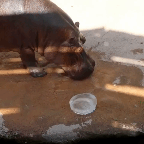 Hippo Cools Down With Popsicle Amid Record Texas Heat