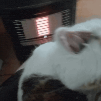 Cute Cat GIF