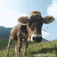 Mountain Cow GIF by Sickfried