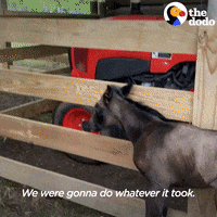 Farm Animals Baby GIF by The Dodo