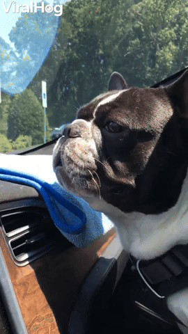 Frenchie Likes to Scream