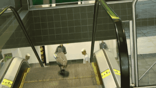 bird GIF