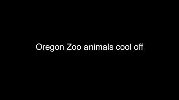 Animals Cool Off in Soaring Temperatures at Oregon Zoo