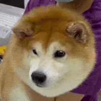 Shiba 柴犬 GIF