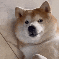 Shiba 柴犬 GIF