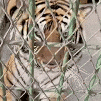 Tiger Shiba GIF