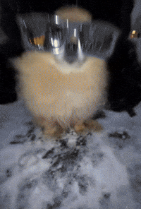Dog Snow GIF