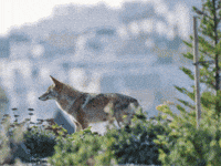 Coexist San Francisco GIF by Oakland Zoo