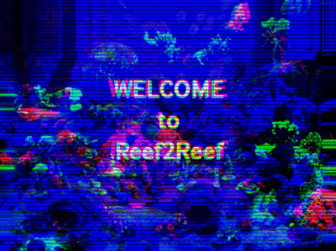 paulallene766 giphygifmaker reef2reef GIF