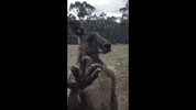 roo GIF