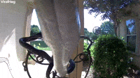 Snake Hanging Out at the Front Door
