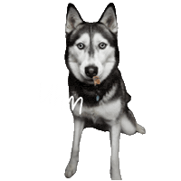 Unimpressedhusky Sticker
